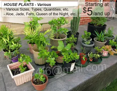 * Healthy House Plants: VARIOUS Types, Sizes, etc. *, View more