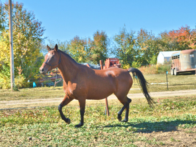 Iberian Warmblood Mare in Horses & Ponies for Rehoming in Edmonton - Image 4