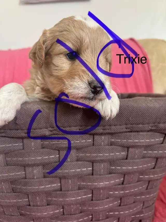 Mini Goldendoodle (ready to go) in Dogs & Puppies for Rehoming in Leamington - Image 6