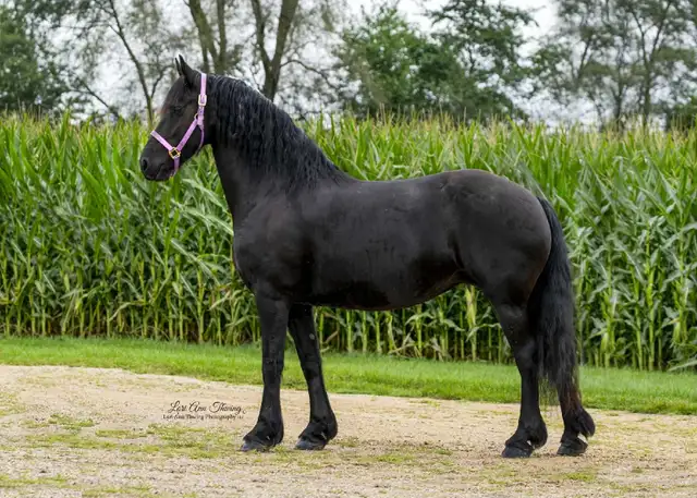 2026 Friesian Colt By Alwin 469 in Horses & Ponies for Rehoming in Edmonton - Image 7