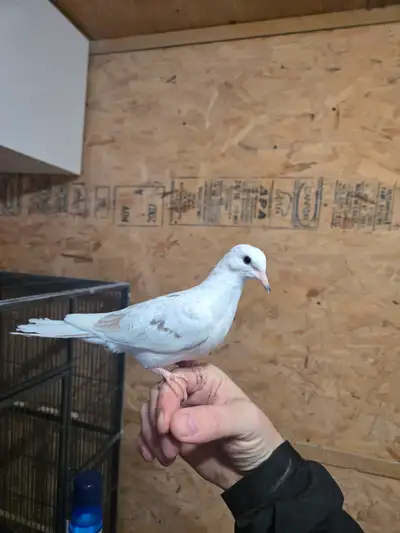 Tame Ringneck Dove, View more