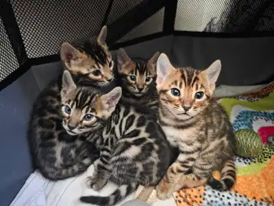 Stunning  Male Bengal Kittens, View more