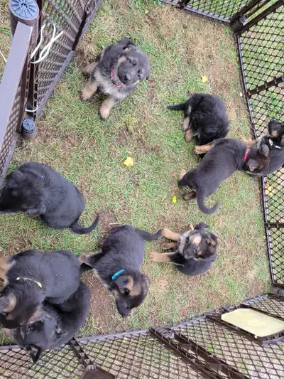 German Shepherd Puppies- Pure Bred, View more