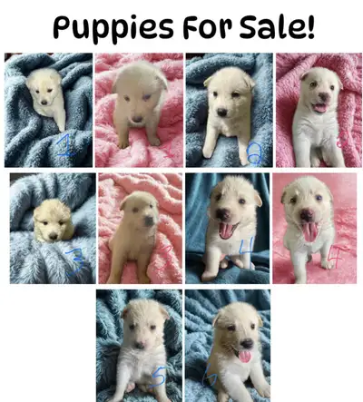 Samoyed/Labsky Puppies, View more