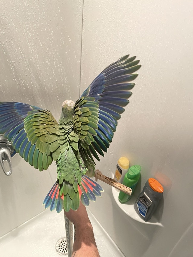 white cap pionus parrot Birds for Rehoming Ottawa Kijiji