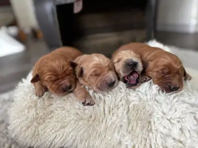 Golden Retriever Puppies (Purebred), View more