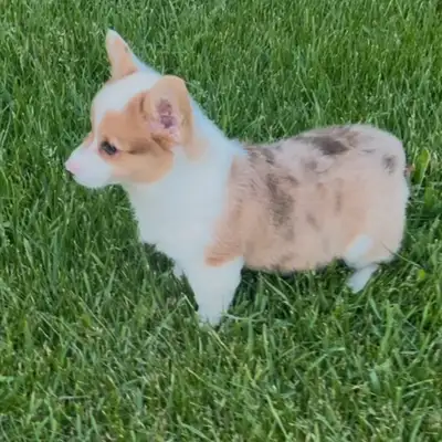 We have very beautiful corgi puppy . We have one female left .They were born on April 4, 2025. They...