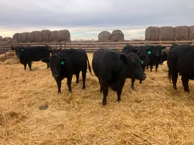 Red cross and black cross heifers. Approx weight 1100-1200lbs. Start calving around first week of Ma...