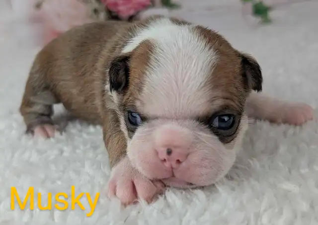 Boston Terrier Pups AND Frenchtons! in Dogs & Puppies for Rehoming in Saint John - Image 3