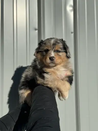 Berger Australien Miniature, View more