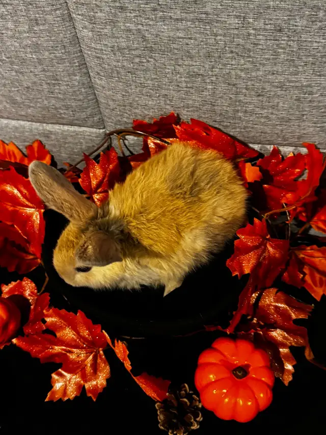 babies rabbits | Small Animals for Rehoming | Cambridge | Free local ...