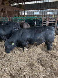 Cattle for sale