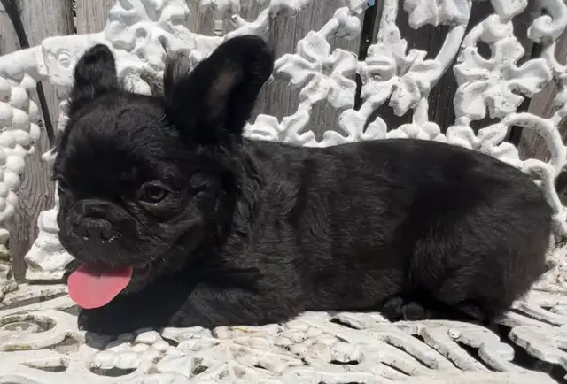 French Bulldog Puppies 2 year Health Guarantee in Dogs & Puppies for Rehoming in West Island - Image 6