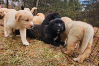 Labernard puppies for sale