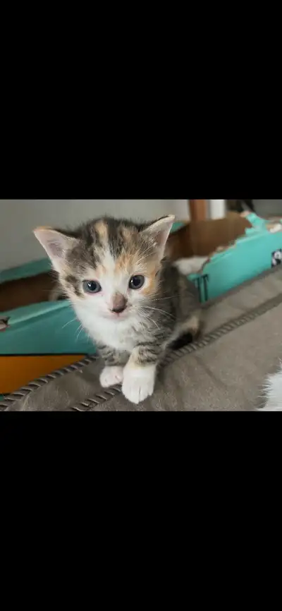 Domestic Shorthair Kittens, View more