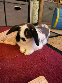 Lop Bunny for rehoming