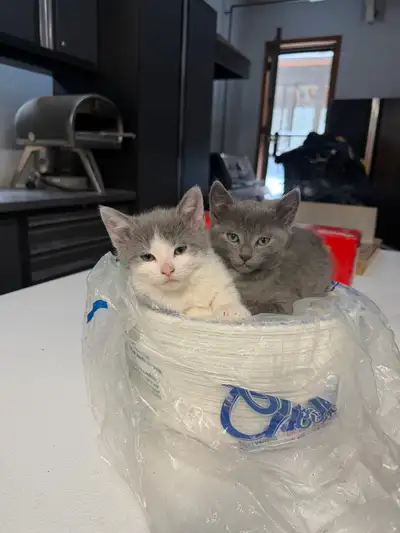 Kittens for sale, View more