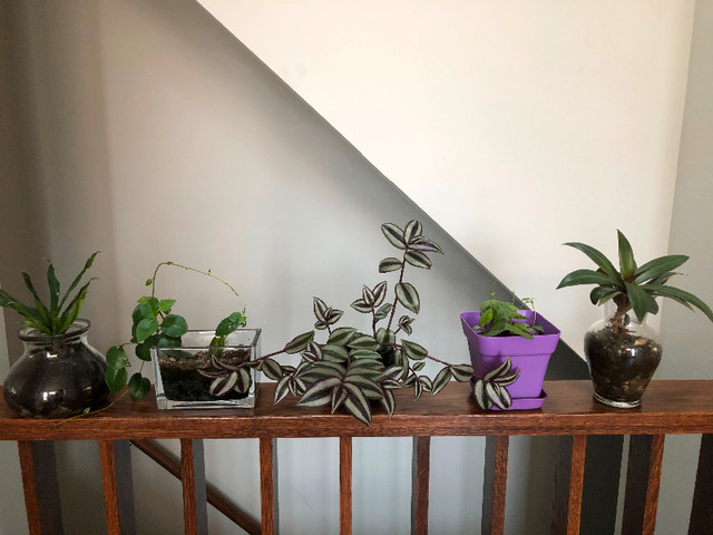 5 small plants with pot . Please read description. in Other in Calgary