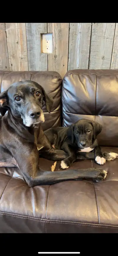 boxer/lab & Beagle puppies , View more