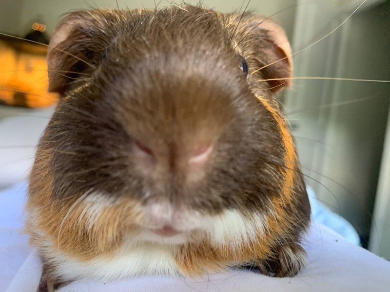 ( Sold) Guinea pig Small Animals for Rehoming Winnipeg Kijiji