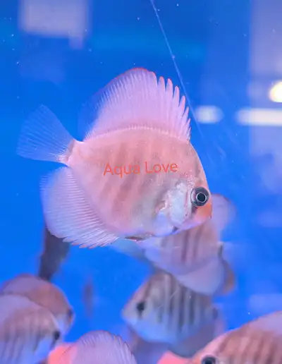 DISCUS - ICA RED ♥️, View more