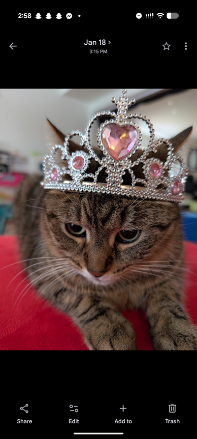 Gentle, loving cat free to good home, View more
