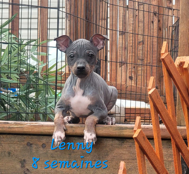 TERRIER Américain SANS POILS (nu) - American Hairless Terrier dans Chiens et chiots à adopter  à Laurentides