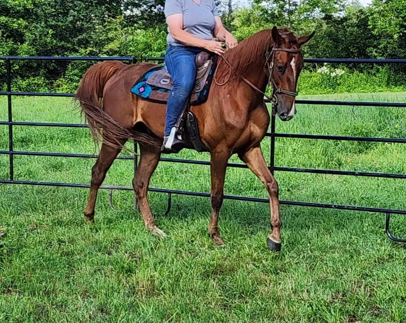 6 year old Dutch harness gelding 16hh Horses & Ponies for Rehoming