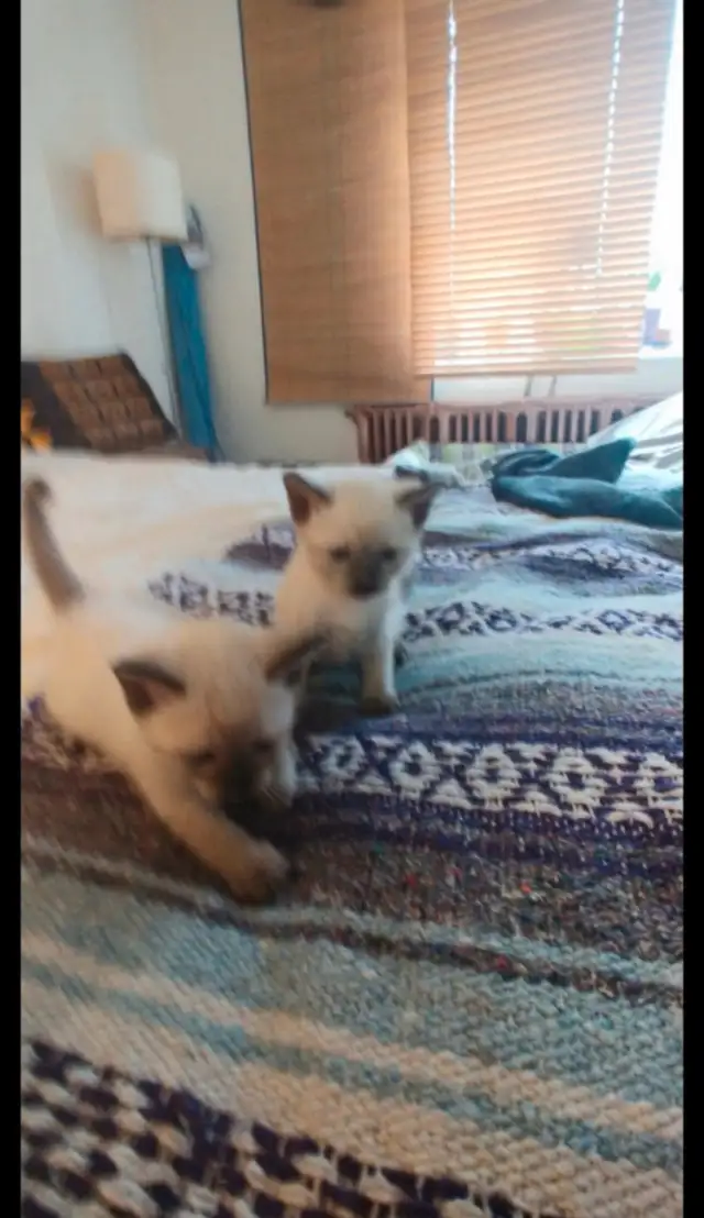 ❤️❤️❤️Bébé chatons pure siamois ❤️ Baby Siamese in Cats & Kittens for Rehoming in City of Montréal - Image 9