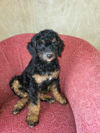 Amazing Medium Bernedoodles now 9 weeks old. Lots of choices.