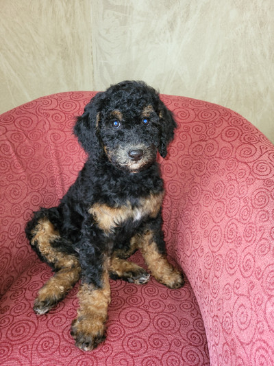 Amazing Medium Bernedoodles now 9 weeks old. Lots of choices.