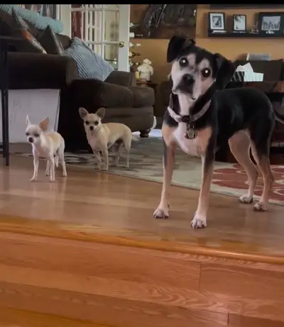  Small dog specialist in home boarding, View more