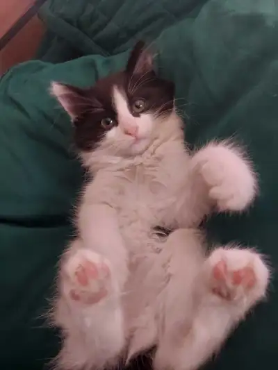 kittens available, View more