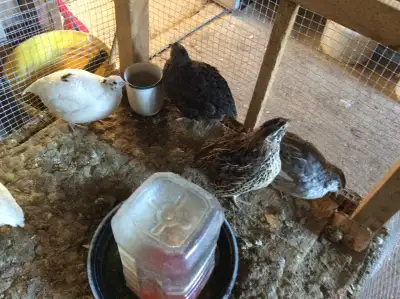 Coturnix quails, View more