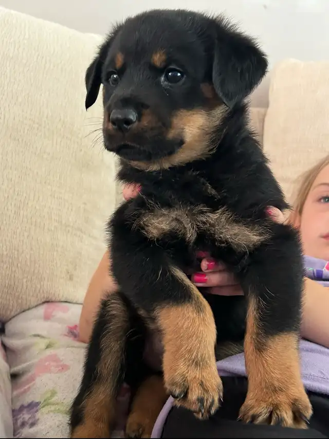 Rottweiler Puppies 2F 2M in Dogs & Puppies for Rehoming in Oakville / Halton Region - Image 9