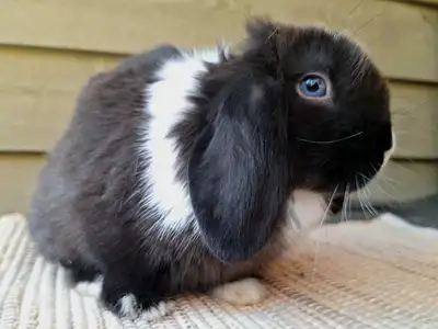 Seal VM Holland Lop baby, View more