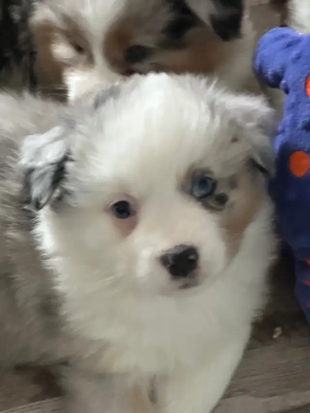 CKC Miniature American Shepherd (AKA : Mini Aussie)  in Dogs & Puppies for Rehoming in Napanee - Image 5