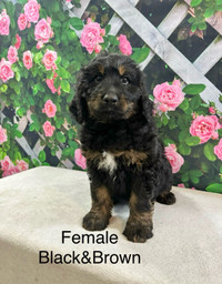 ONE DAY SALE: Bernedoodle Puppies!! Ready to go! 4 left!!