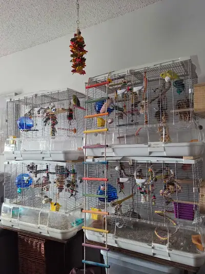 4Cage pour oiseaux ou perroquets, View more