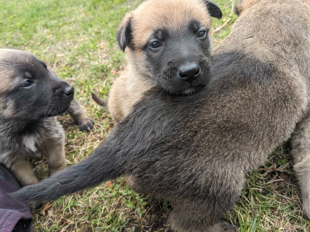 Belgian Malinois X German Shepherd Pups  in Dogs & Puppies for Rehoming in North Bay - Image 2