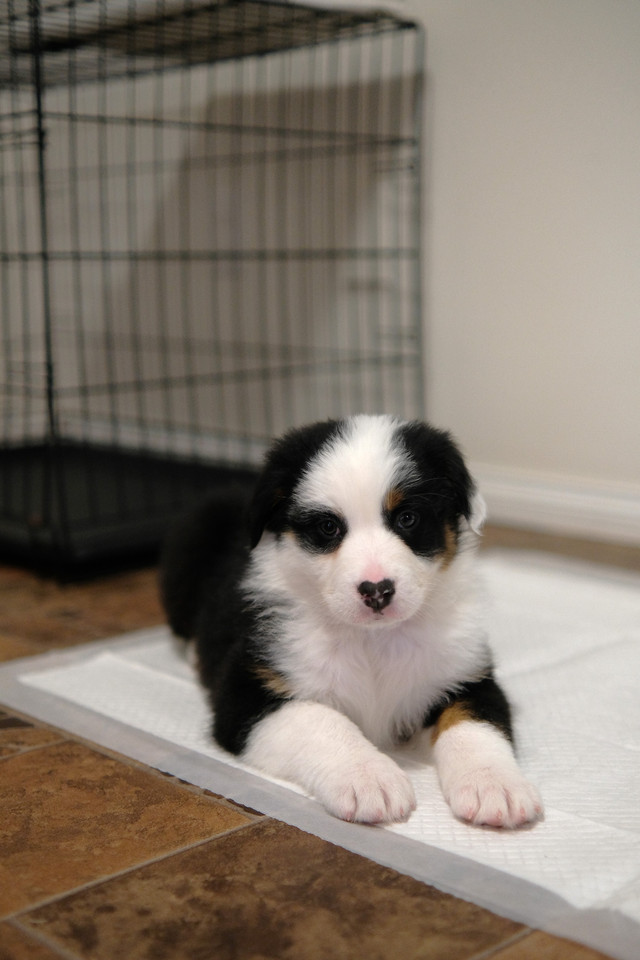 Australian Shepherd Puppies in Dogs & Puppies for Rehoming in Regina - Image 2
