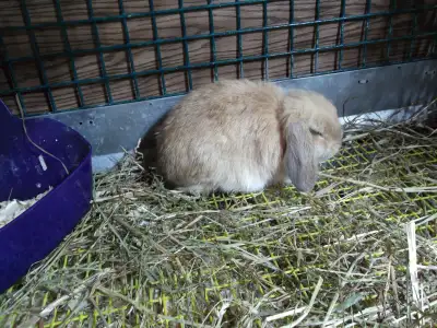 Holland Lop Doe looking for new home, View more