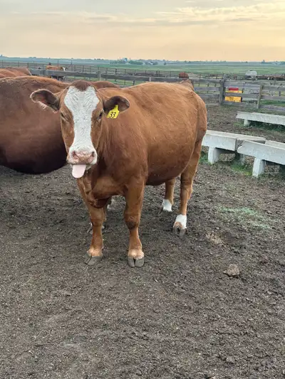 8-10 late calvers. Some closer than others. Should calve anytime in the next few weeks. Please conta...