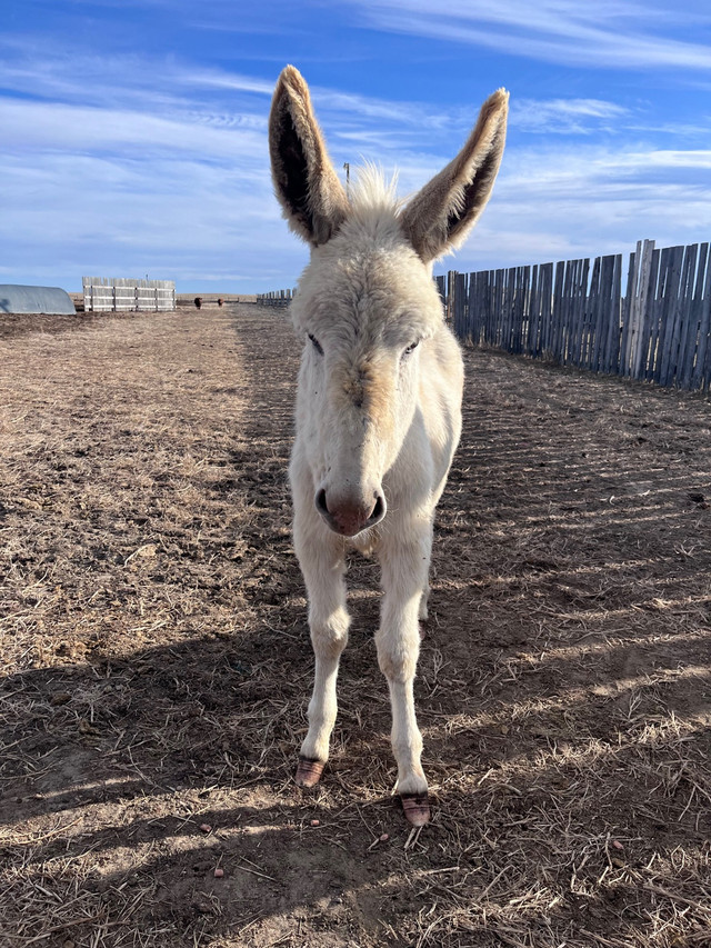 Jacks for sale in Livestock in Medicine Hat - Image 2