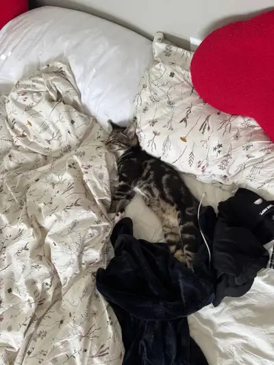 Rehoming my 5 month old kitten, Tima , View more