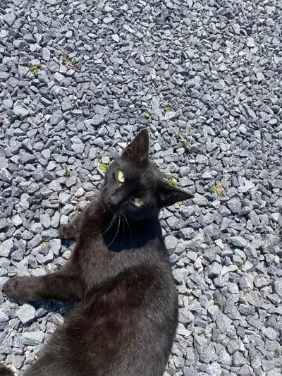 cat for rehoming , View more