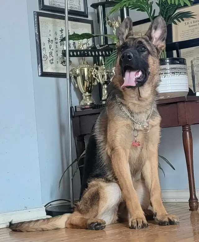 Available! CKC Female German Shepherd in Dogs & Puppies for Rehoming in Hamilton - Image 4