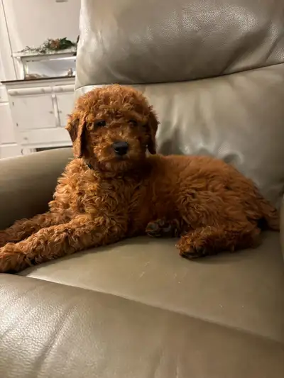 We have a healthy litter of F1b Labradoodle puppies that were born on November 6. There are 2 males...