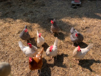 Laying hens for Sale