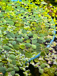 Floating plants for pond